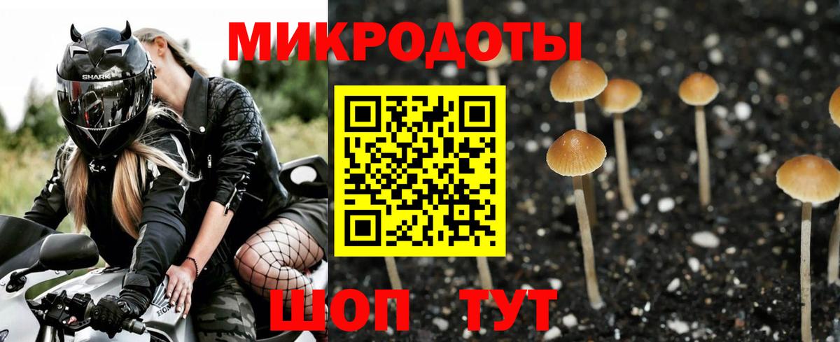 Котлас  Псилоцибиновые грибы Psilocybine cubensis  сколько стоит  Вход с VPN 
